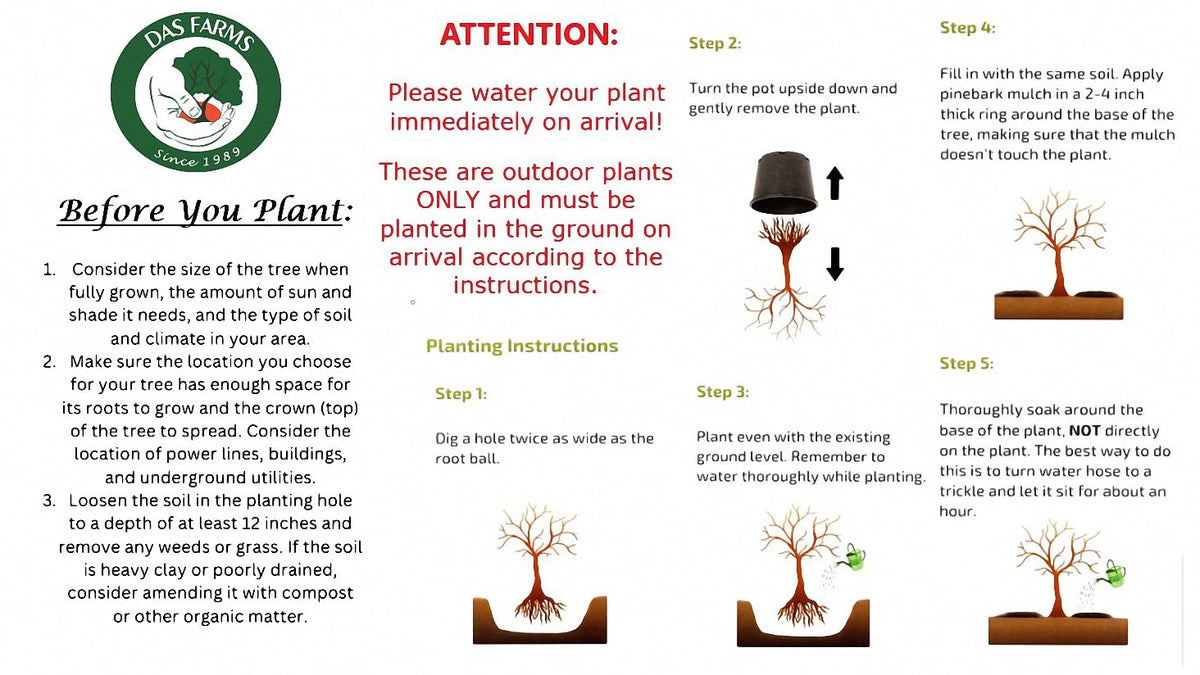 Higan Japanese Pink Weeping Cherry Tree - Live Plant Shipped 1 to 2 Feet Tall by DAS Farms