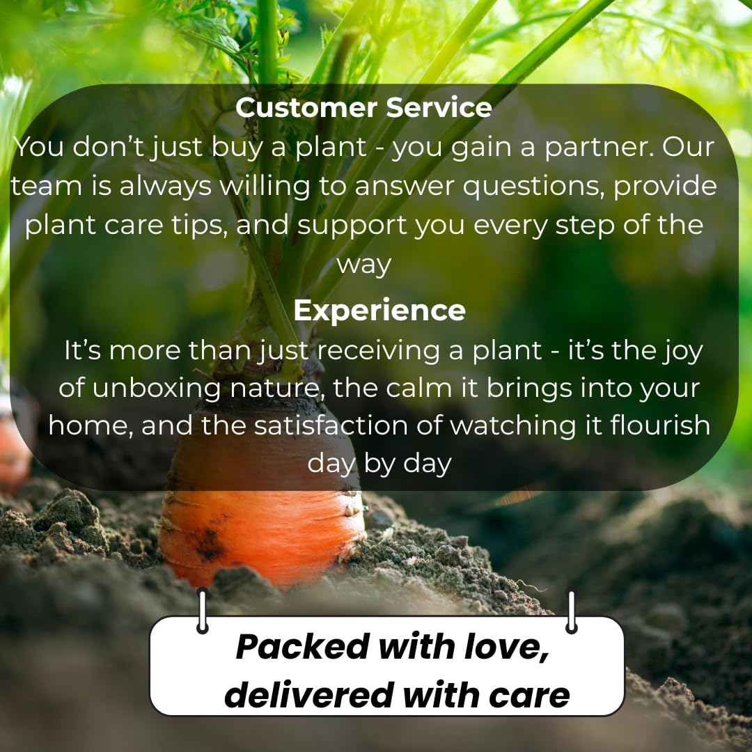 Pink Guava Tree Live Plant, 4–6 Inch Tall Starter Plant, Fast Growing Tropical Fruit Tree, Low Maintenance Guava Plants Live for Planting Outdoor
