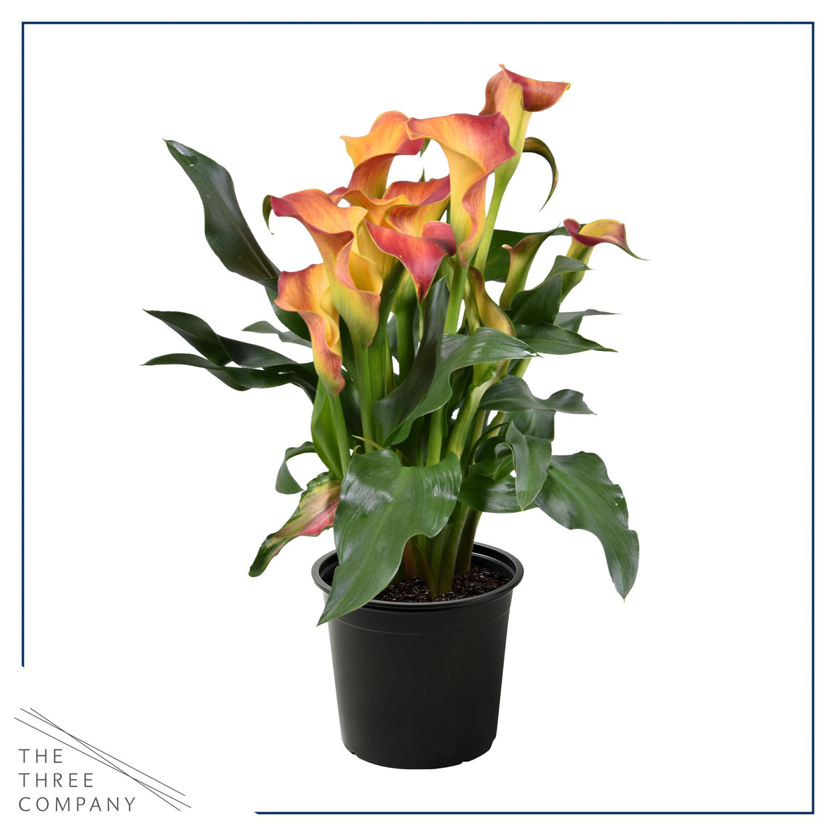 Live Flowering Calla Lily (2 Plants Per Pack) - Orange, 3+ Blooms - Beautiful Spring Perennial - 12" Tall by 5" Wide in 1 Qt Pot
