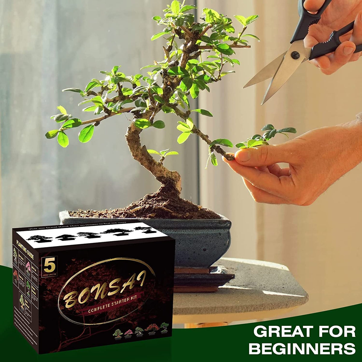 Meekear Bonsai Tree Kit with Complete Plant Growing Tools, Grow in Pot Indoor Bonsai Tree Starter Kit, Home Gardening DIY Gift for Adult