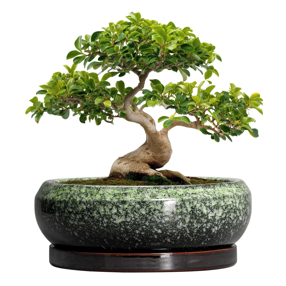 EPFamily Bonsai Pots - 13 Inch Ceramic Succulent Planters Indoor, Round Shallow Planter with Drainage Hole and Saucer, Large Succulent Pot, Bowl Planter Outdoor, House Decor, Housewarming Gift, Green