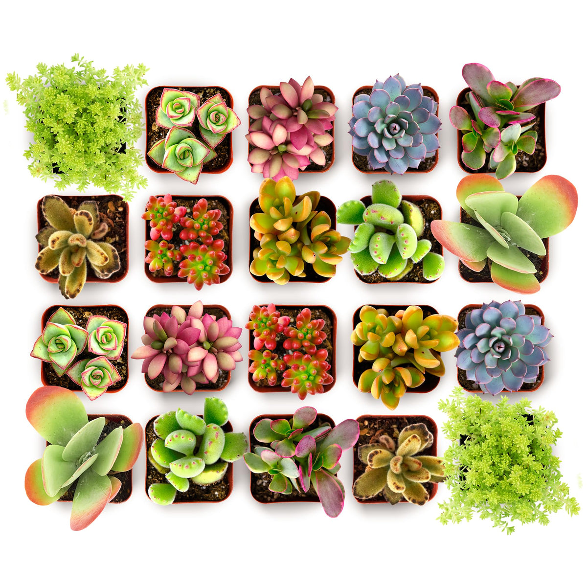 Shop Succulents Endless Summer Succulent Pack Collection - Live Mini Succulent Plants, Low Maintenance, Colors & Textures - Wedding and Party Favors, Gift & Garden, Pack of 32