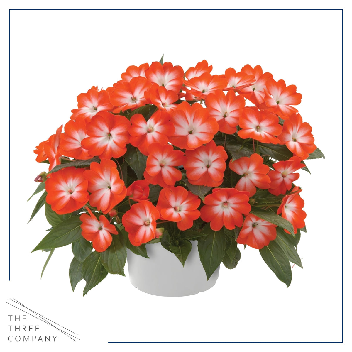 Live Flowering New Guinea Impatiens - Grower's Choice Assorted Colors (3 Plants Per Pack) - Beautiful Shade Flowers - 12" Tall by 5" Wide in 1 Qt Pot