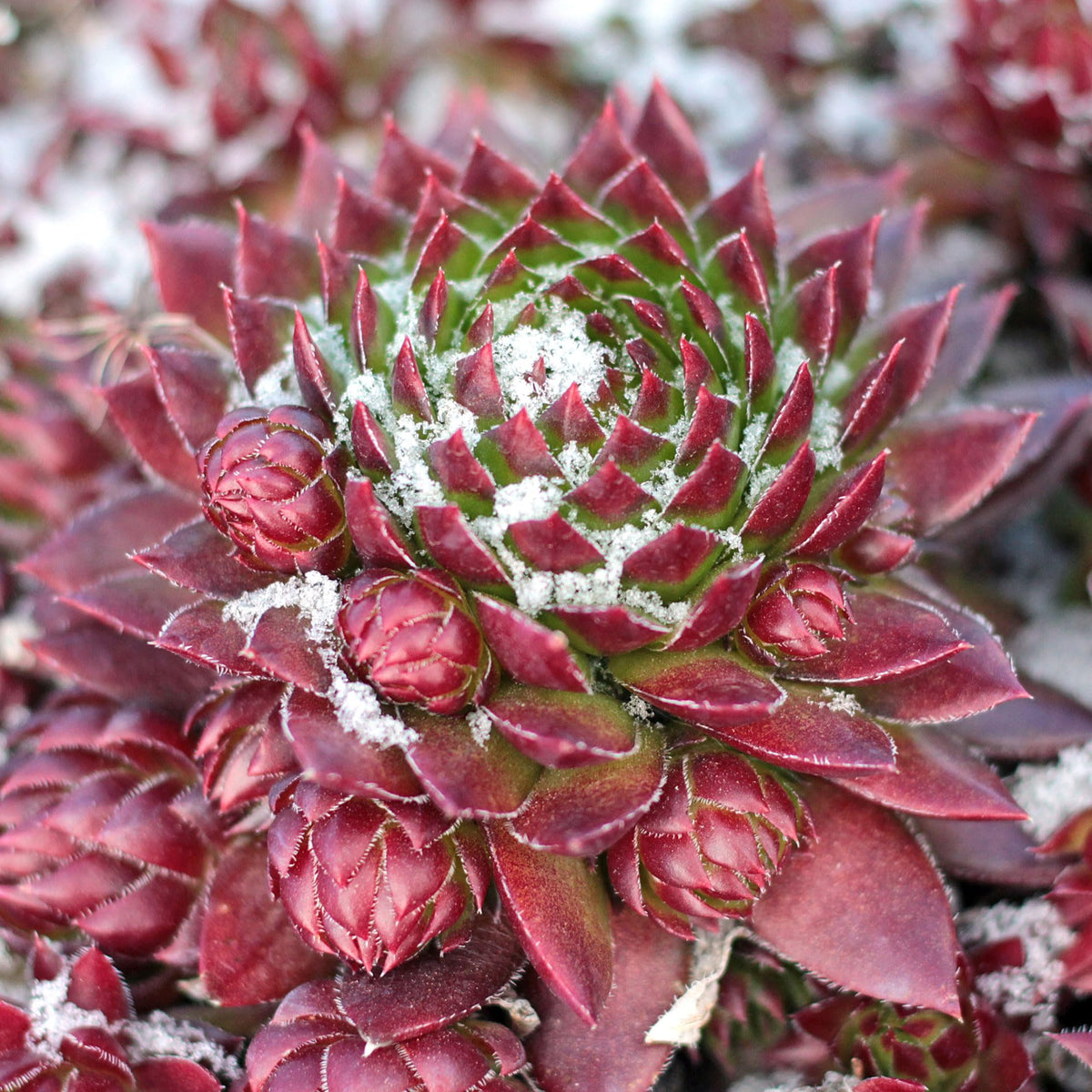 Mountain Crest Gardens Hardy Succulent Variety Pack - 12 Frost-Tolerant Live Plants, Rooted in 2 Inch Pots - Real Outdoor Succulents for Rock Gardens, Landscaping, DIY Arrangements