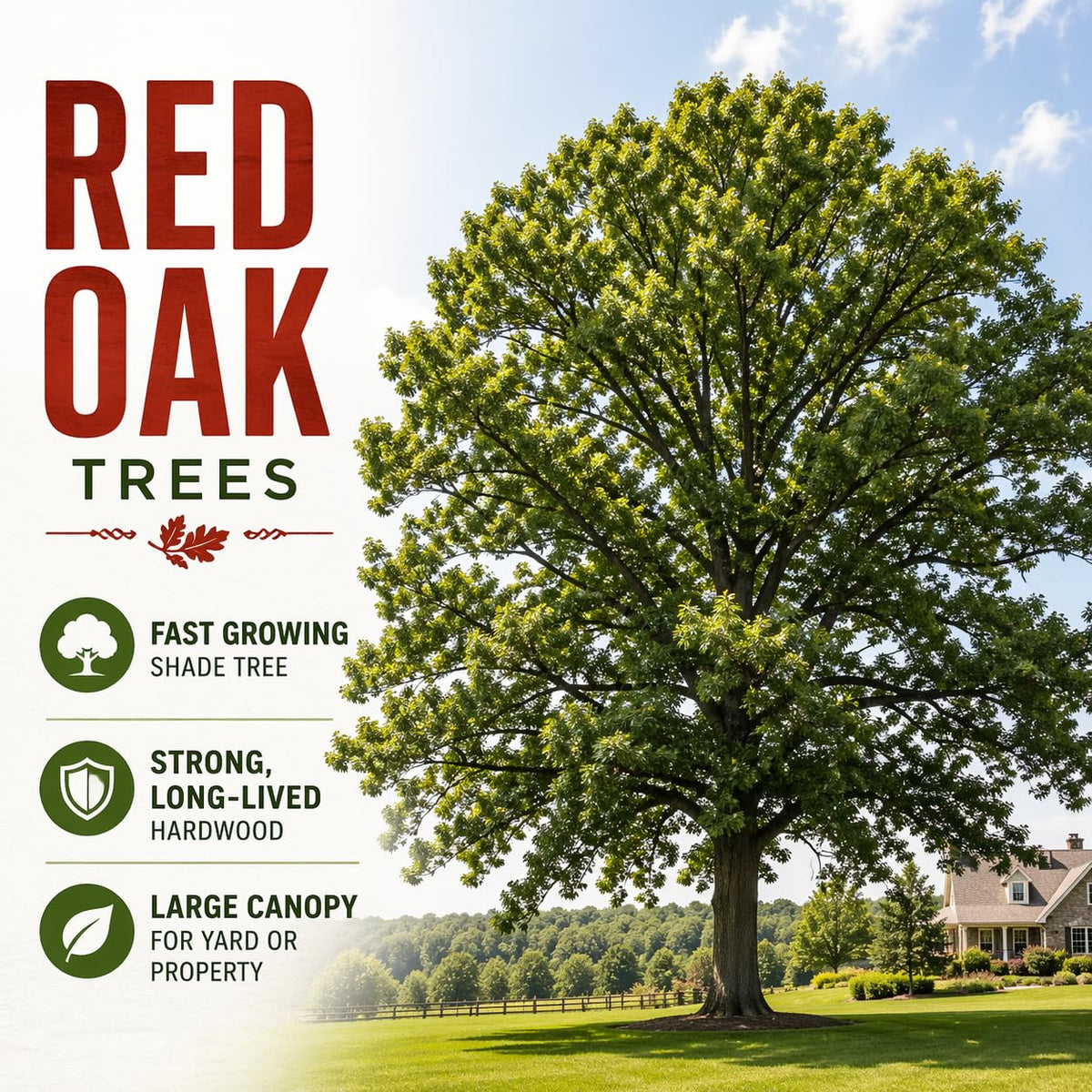Red Oak Tree Seedlings for Planting | Year Old Rooted and Healthy Seedlings to Plant (2 Seedlings)