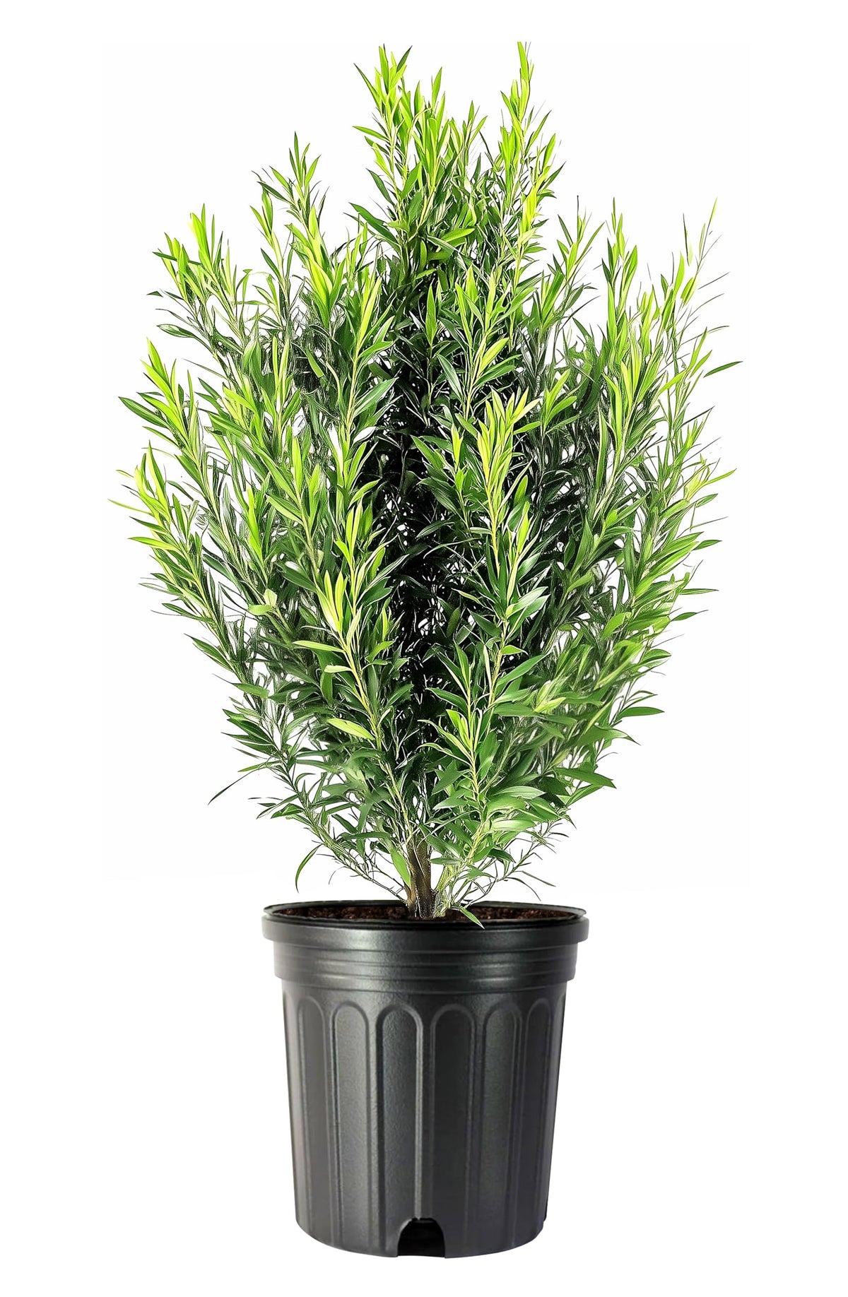 Podocarpus Macrophyllus Japanese Yew | 2 Extra Large Trade 3 Gallon Plants | Evergreen Shrub, Low Maintenance, Drought Tolerant, Privacy Screen Landscaping, Fast Growing, Ornamental Foliage