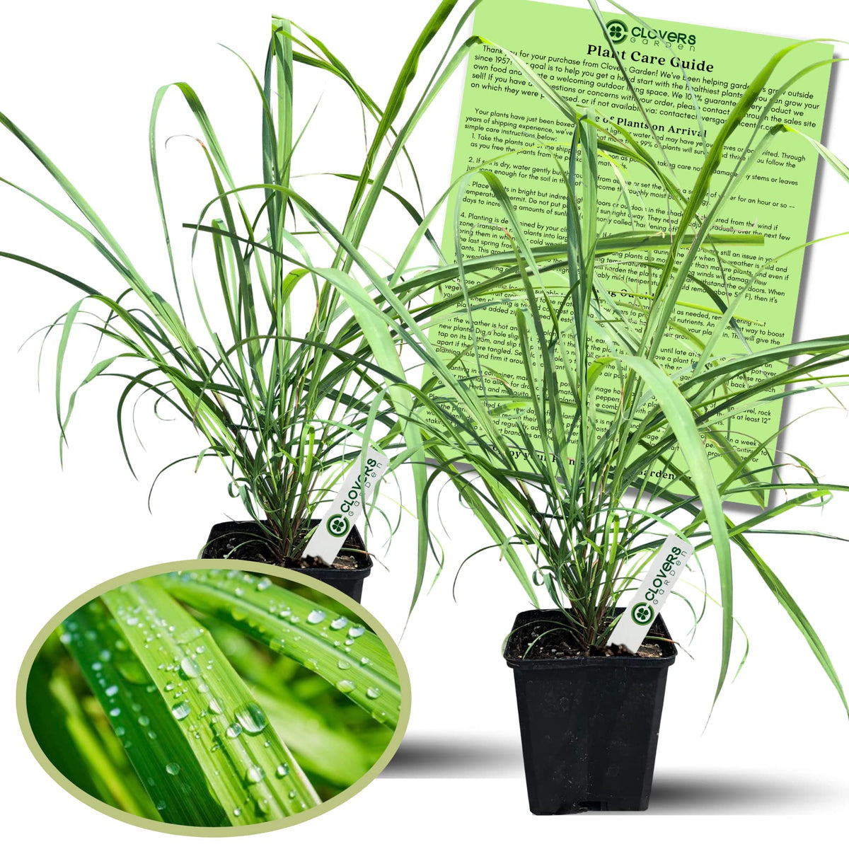 Clovers Garden 2 Large Lemongrass Plants Live - Mosquito Repellent Plants 4”– 7” Tall in 3.5” Pots - Non-GMO Edible Medicinal Herb Cymbopogon Citratus