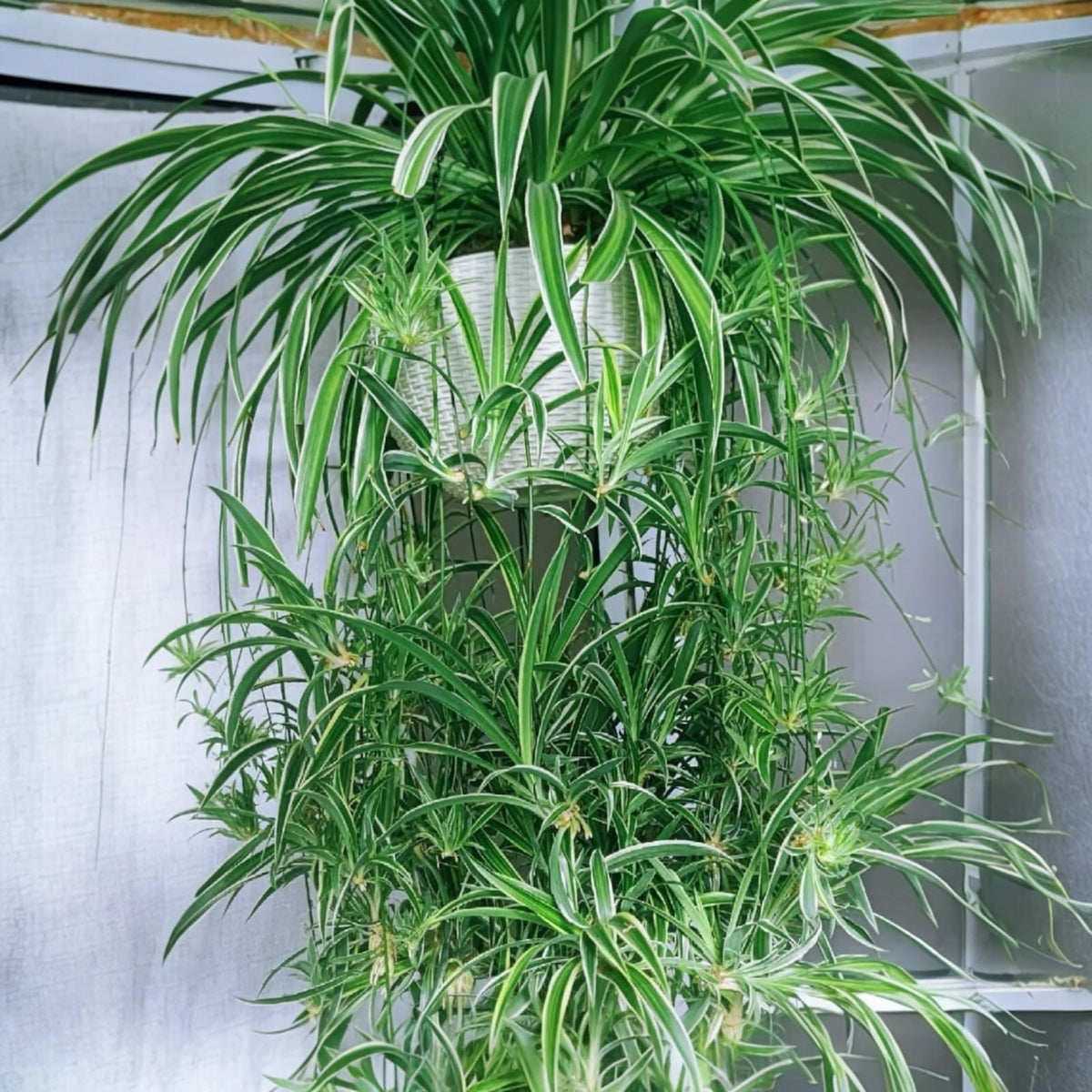 NYGardenia 3 Reverse Variegated Spider Plant Cuttings – Fast-Growing Indoor Houseplants – Easy to Grow Hanging Basket Greenery for Home or Office Décor