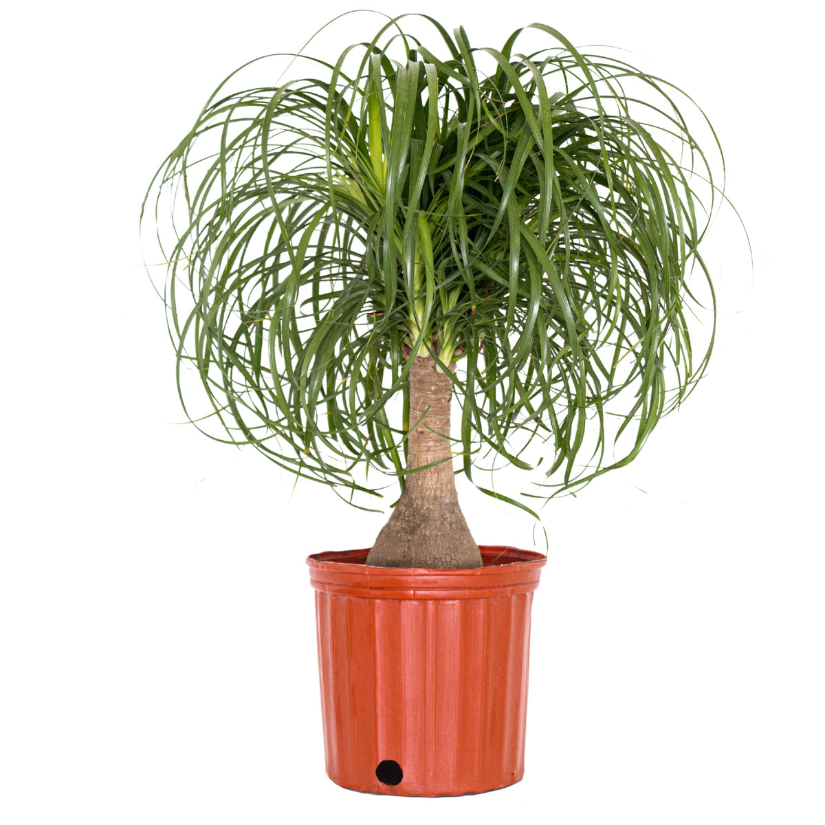 Ponytail Palm Live Plant 18–24 inches Tall in 10 inch Pot, Drought Tolerant Easy Care Indoor Succulent Tree for Modern Home and Office Decor by United Nursery