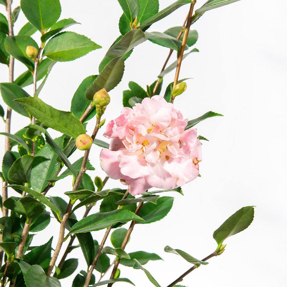 Perfect Plants High Fragrance Camellia 1 Gallon | Evergreen Blooming Shrub | Fragrant Pink Blooms for Early Spring