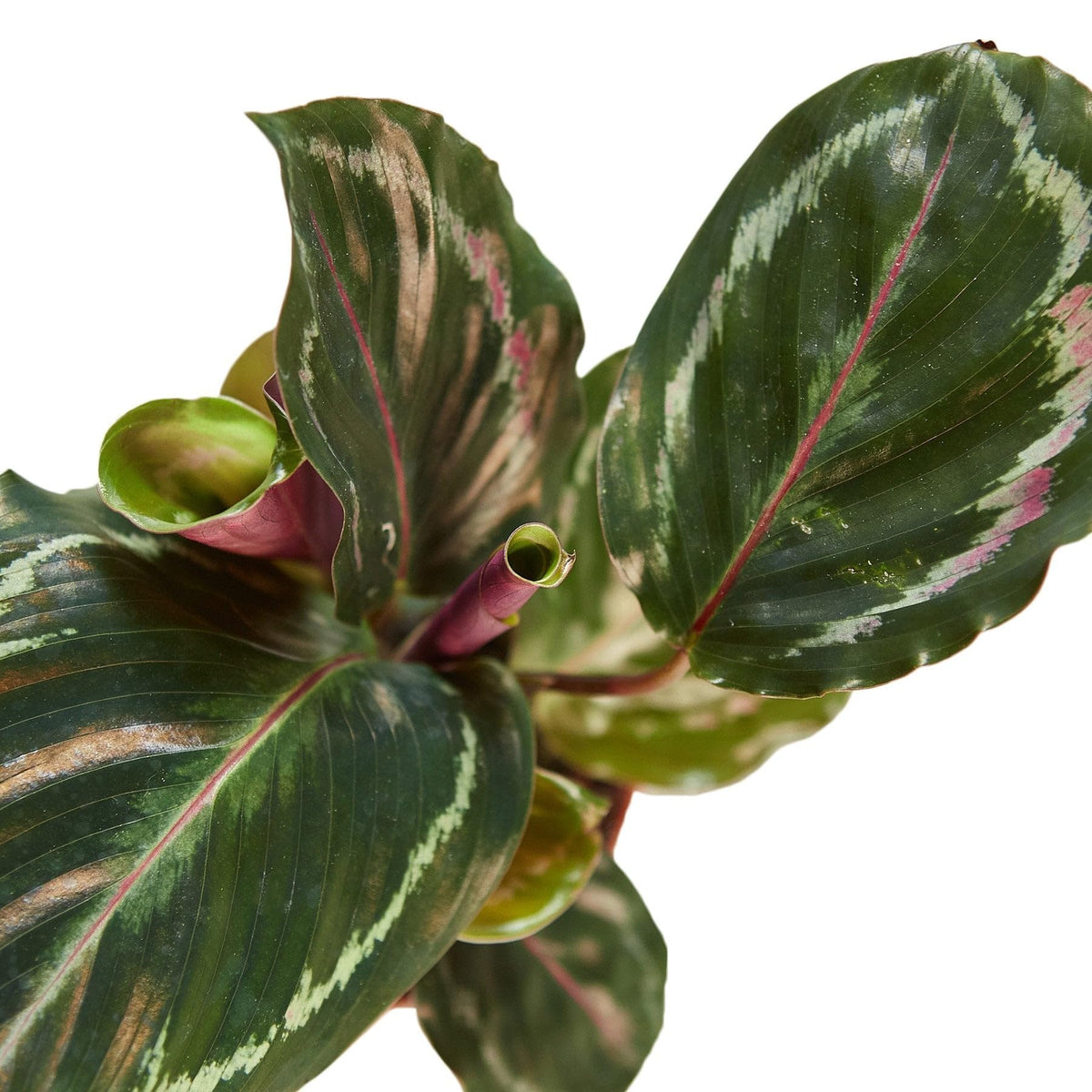 Calathea Roseopicta 'Medallion' | Live Plant for Indoor & Outdoor | for Living Room, Office, Bathroom | (4" Pot, White Cylinder)