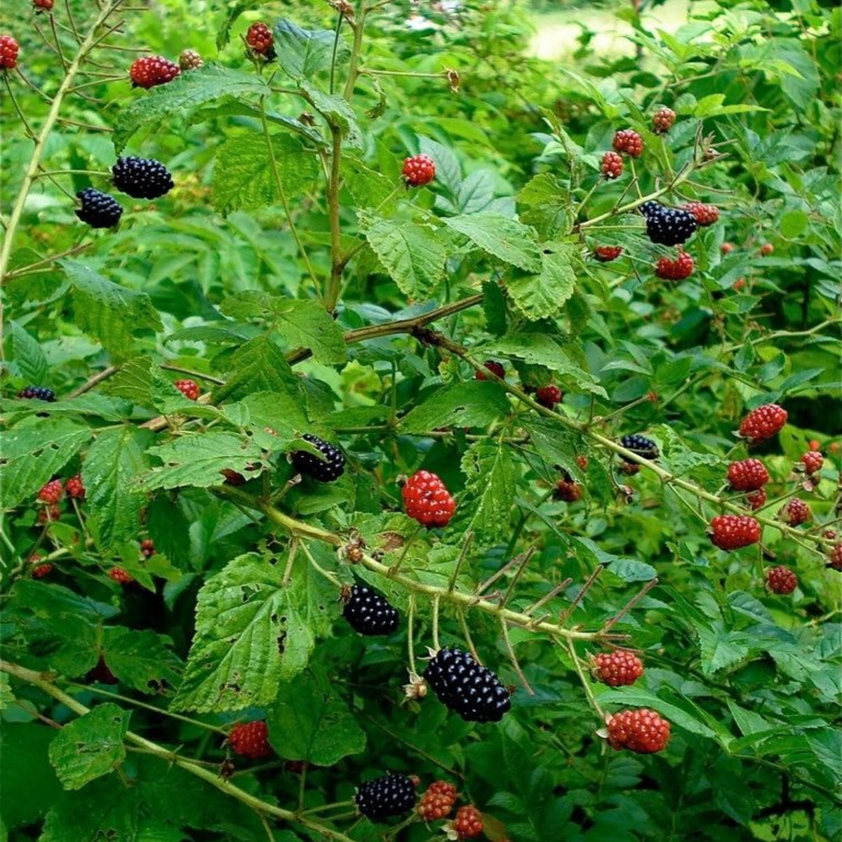 2 Boysenberry Plant Live, Edible Fruit Tree Live Plant, Sweet Berry Bush, 4-6'' Tall, Well Rooted for Outdoor Garden