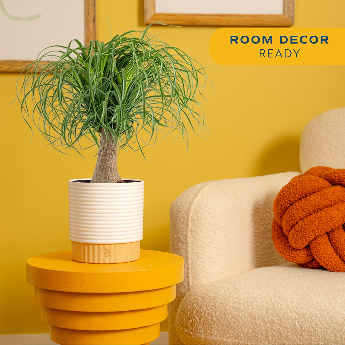 Costa Farms Ponytail Palm Live Plant in Decorative Pot, Easy to Maintain Indoor Houseplant, Perfect for Home, Room, or Office Decor, Great House Warming or Birthday Gift, 12-24 Inches Tall