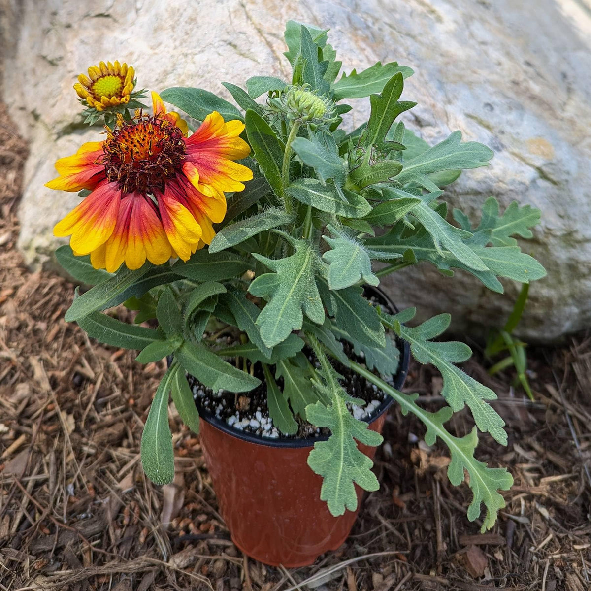 Easy to Grow Gaillardia Arizona Sun - 2 Potted Plants in Quart Grower Pots, Summer to Fall Flowers Full Sun