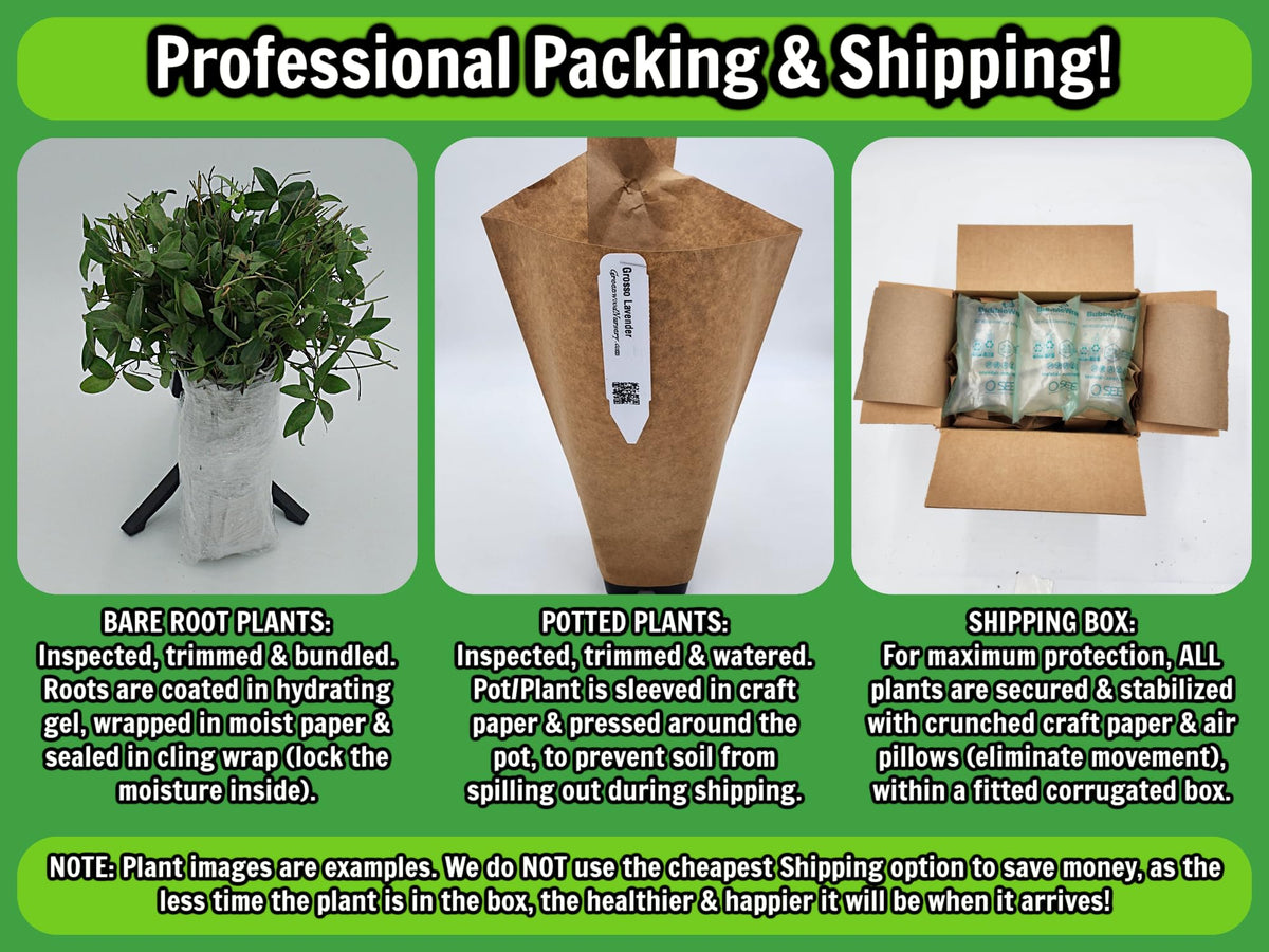 Greenwood Nursery: Live Perennial Plants - 'Homestead Purple' + Verbena Canadensis - [Qty: 2X Pint Pots] - (Click for Other Available Plants/Quantities)