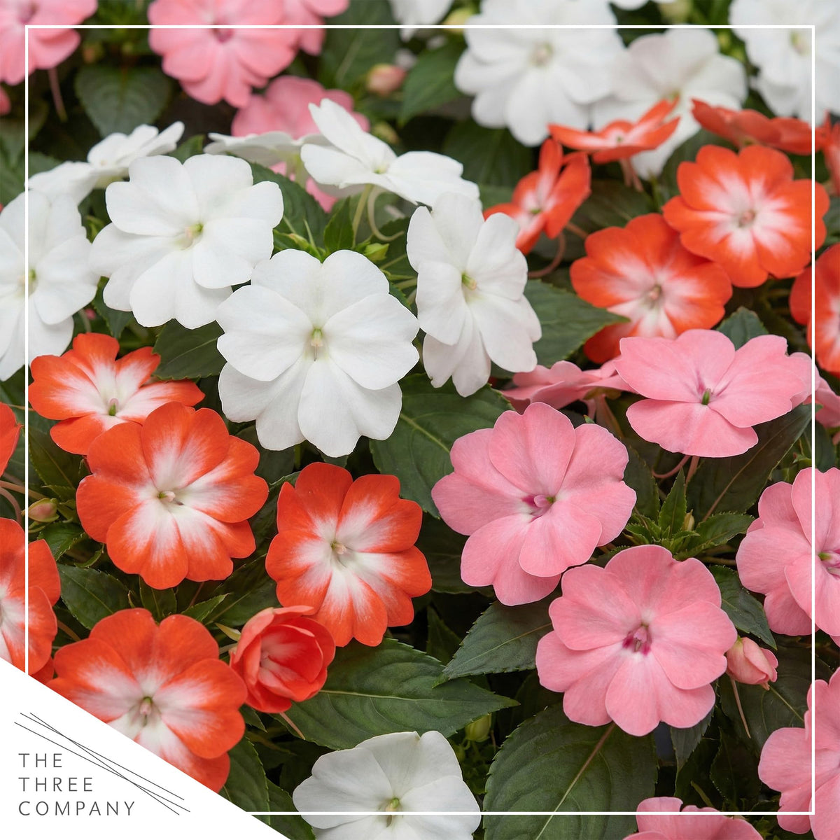 Live Flowering New Guinea Impatiens - Grower's Choice Assorted Colors (3 Plants Per Pack) - Beautiful Shade Flowers - 12" Tall by 5" Wide in 1 Qt Pot