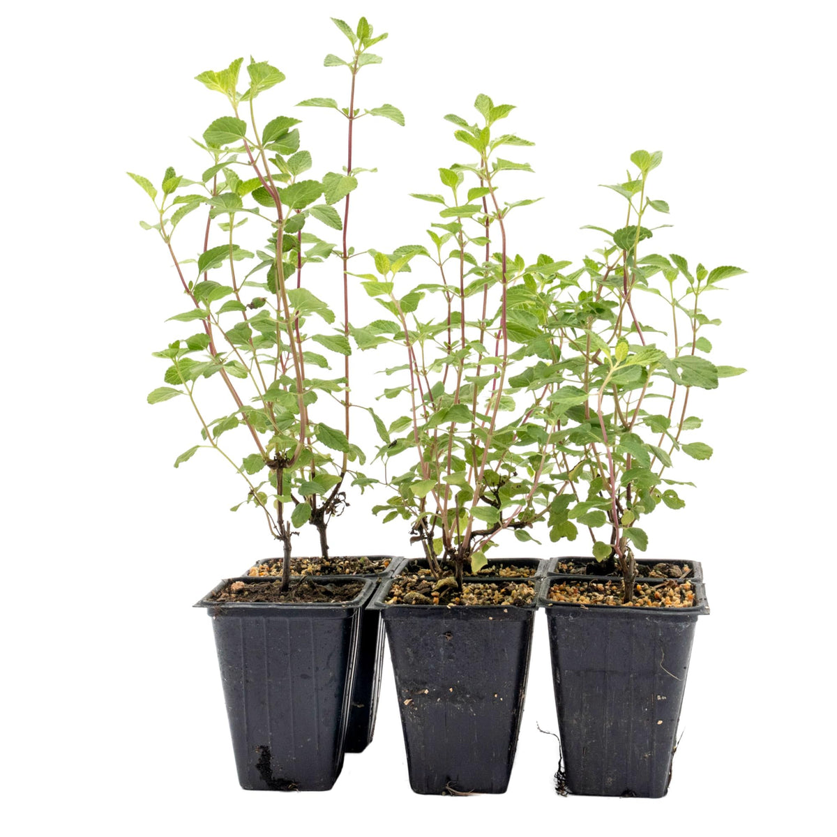 6 Hot Lips Sage in 3.5” Nursery Cubes (Salvia microphylla ‘Hot Lips’) | Vibrant Red & White Flowering Perennial Shrub for Borders, Containers & Pollinator Gardens | Ready-to-Plant Live Starter Plants