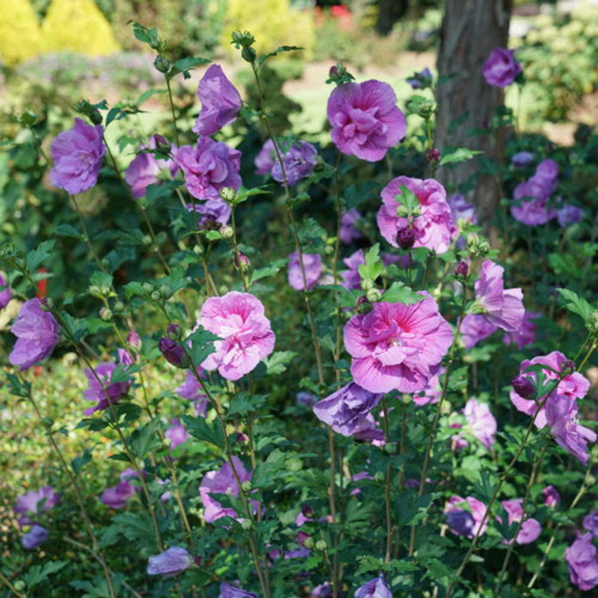 Proven Winners Dark Lavender Chiffon Rose of Sharon (Hibiscus syriacus) Live Plant, 4.5" Qt, 4 Pack