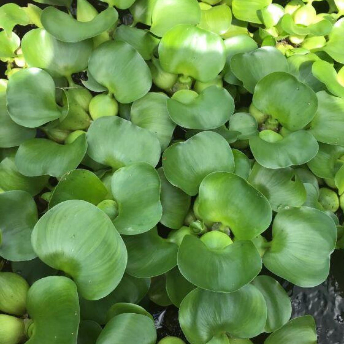 Chalily Water Hyacinth Floating Pond Plants Live Aquatic Plant Great for Koi Ponds Flowering and Fast Growing Hyacinths Cannot Ship to Some States (3)