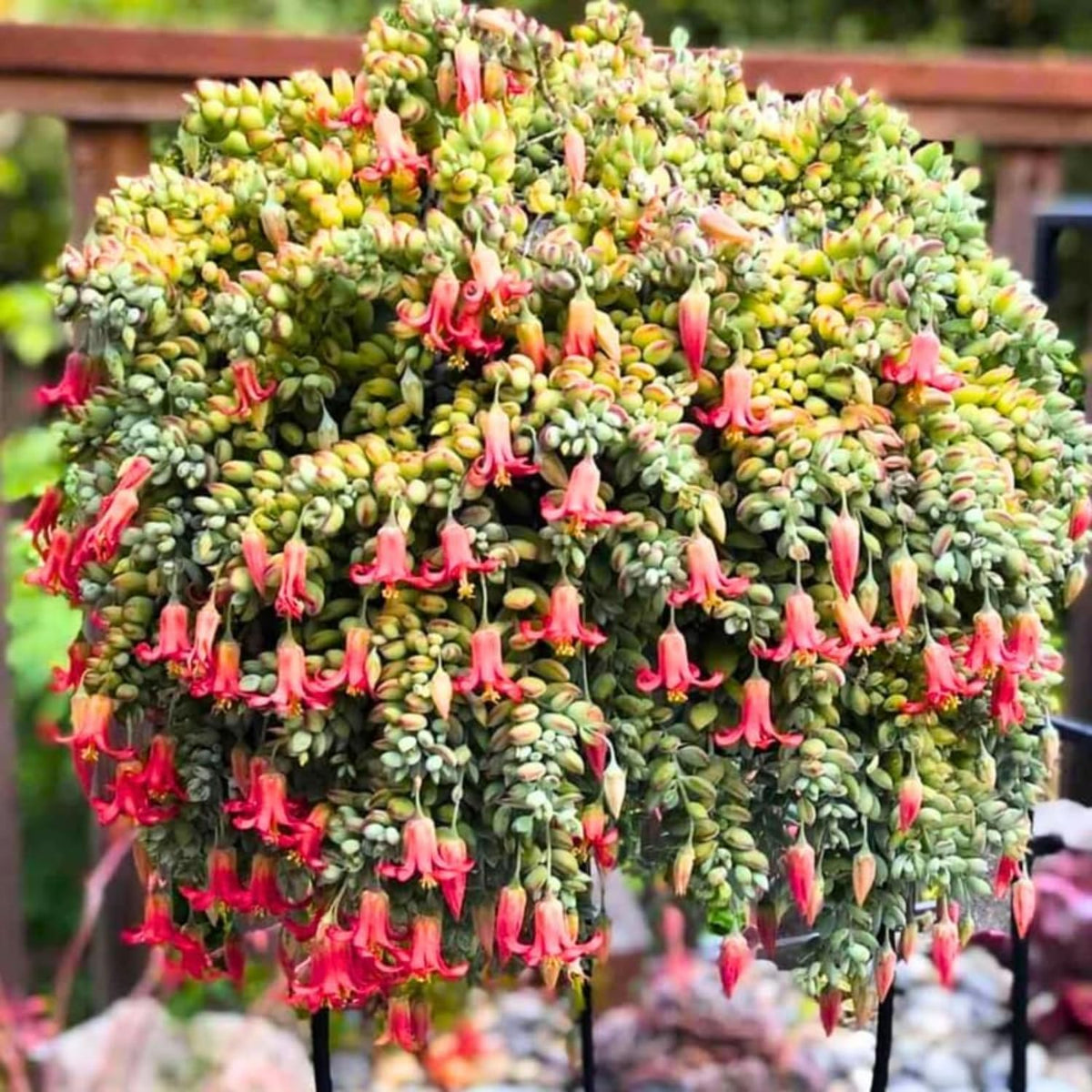 Cotyledon Pendens Succulent Live Plant, Trailing Succulent Plant Live Houseplant in 2 Inch Pot, Small Succulent Live Plant