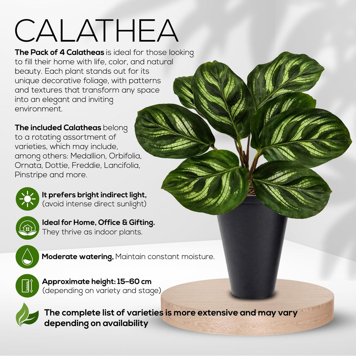 Calathea Collection (4 Pack) Live Plants – Stunning Foliage Prayer Plants Like Orbifolia, Rose Painted, White Star & Dottie – Easy Indoor Tropical Plants – Pet Friendly – Natural Air Purifiers