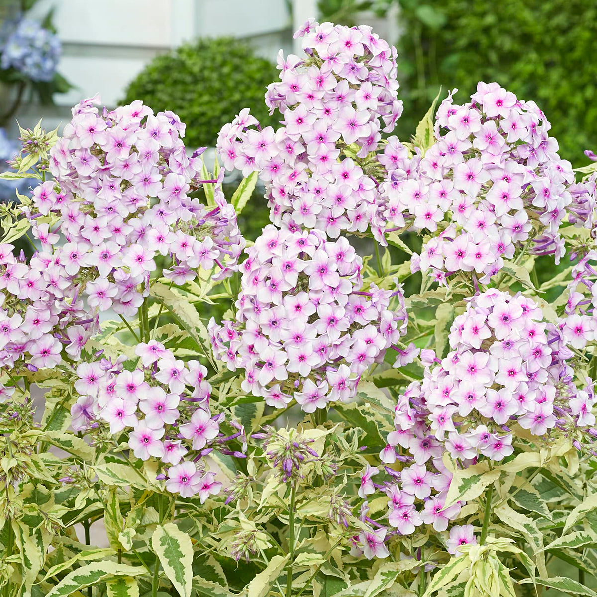 Van Zyverden Tall Phlox Nora Leigh Set of 3 Roots