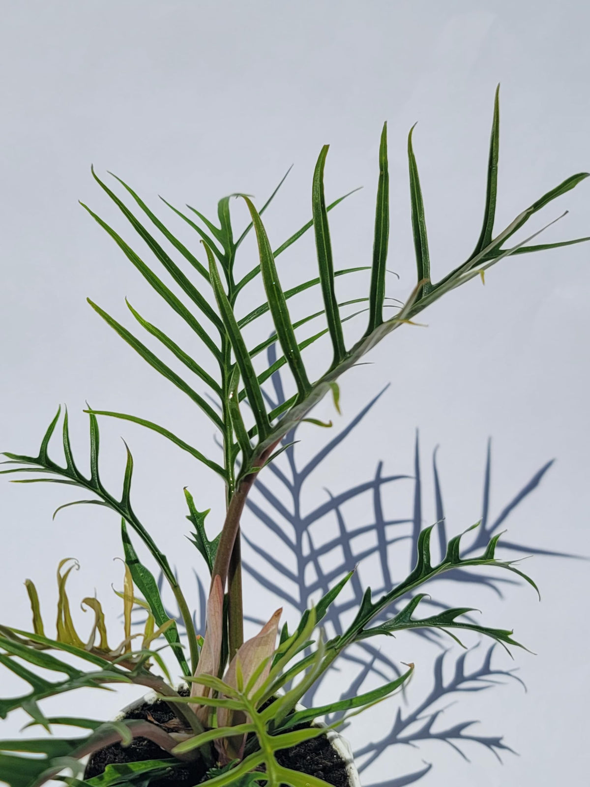 Philodendron Tortum Live Plant | Ships from CA | Available in Modern White Self-Watering Planter | Air Purifying & Pet-Friendly (+ Moden White Self-Watering Planter, Small Plant)