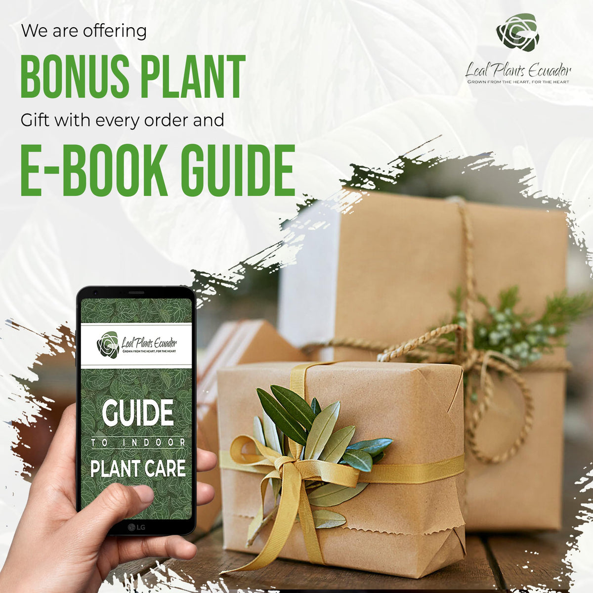 LEAL PLANTS ECUADOR Anthurium Crystallinum| Green Live House Plant for Indoors|Rare and Exotic Indoor Plants for Living Room|Anthuriums Live Plants |Crystallinum House Plant