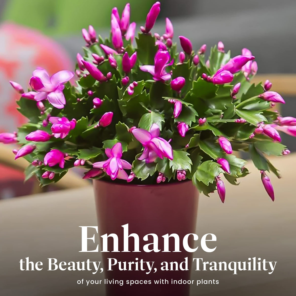American Plant Exchange Live Christmas Cactus – 6-Inch Pot Cover – Easy Care Flowering Succulent with Festive Blooms for Holiday Home Décor, Kitchens, Offices & Indoor Winter Displays