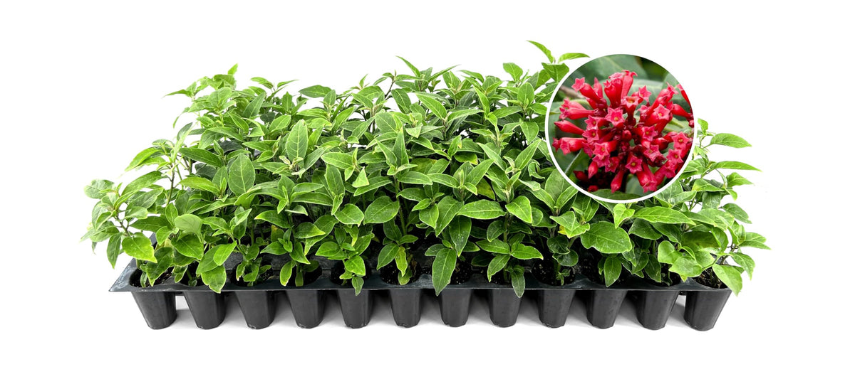 Cestrum Red Plants | 3 Live Seedlings | Cestrum newellii | Red Tubular Blooms | Hummingbird Magnet Shrub for Tropical Garden Designs