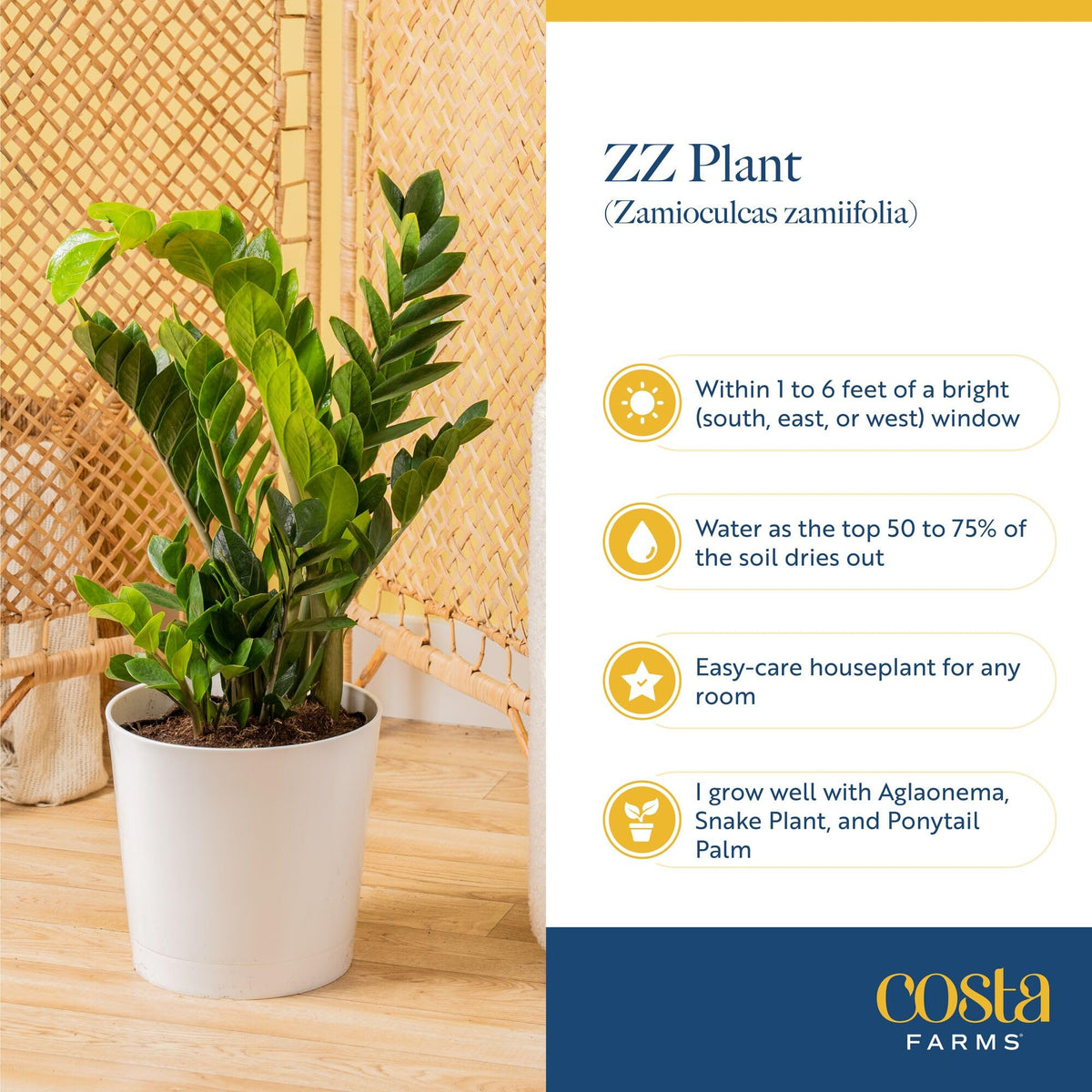 Costa Farms ZZ Live Plant in Decorative Pot, Easy to Maintain, Air Purifying Indoor Houseplant, Perfect for Home, Room, or Office Decor, Great House Warming or Birthday Gift, 12-20 Inches Tall