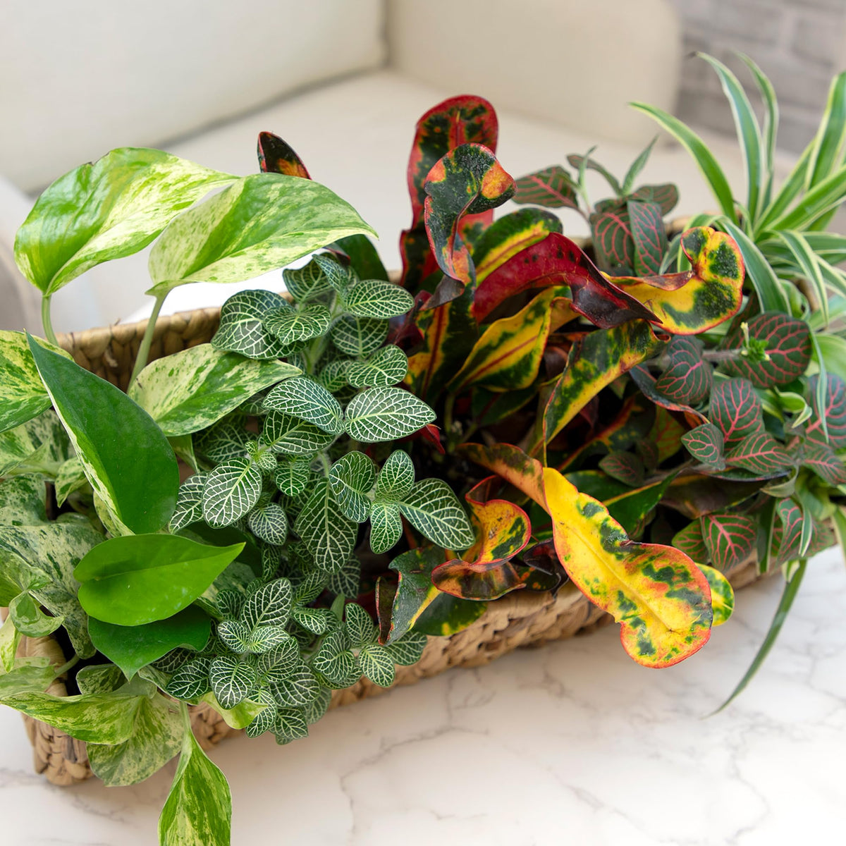 Easy to Grow Houseplants (12 Pack) Live House Plants in Plant Containers, Growers Choice Plant Set in Planters with Potting Soil Mix, Home Décor Planting Kit or Outdoor Garden Gifts by Plants for Pets
