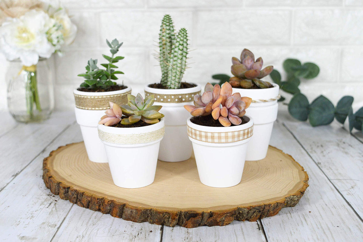 40 Pcs White Terracotta Pot - 2.5 Inch Mini Clay Pots with Drainage Holes Flower Nursery Terra Cotta Pots for Succulent Plants, Crafts, Wedding Baby Shower Favor