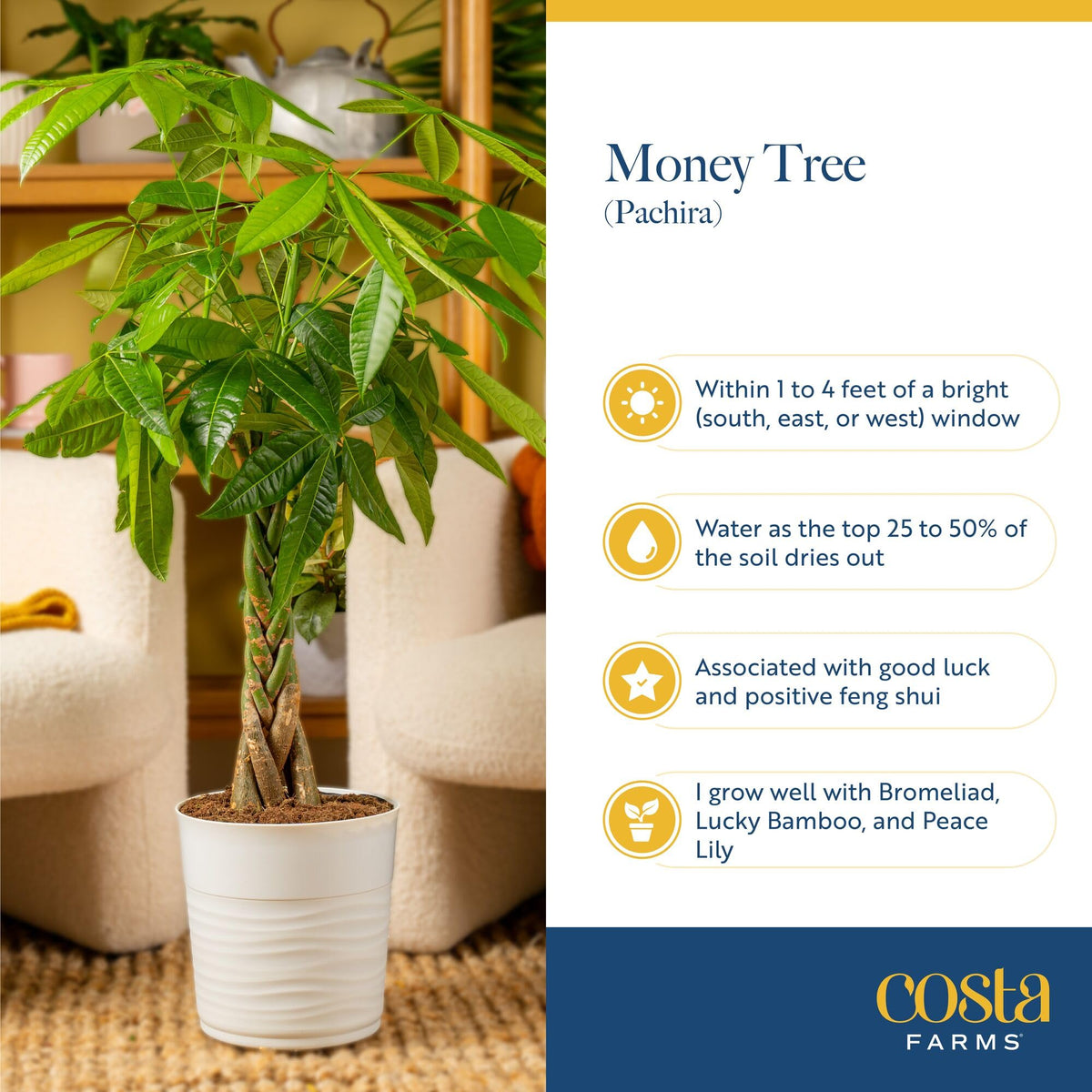 Costa Farms Live Money Tree (Pachira Aquatica), 3-4 Feet Tall, Large Indoor Plant with Braided Trunk, Easy Care Floor Plant in 10-Inch Decor Pot, Pet Friendly Housewarming Gift & Office Decor