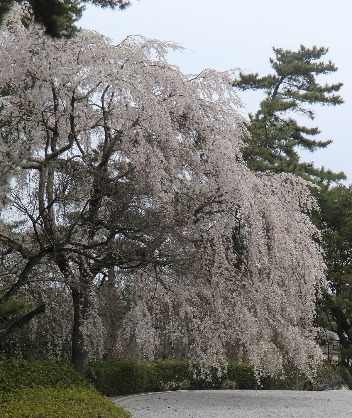 Shidare Yoshino Japanese Weeping Cherry - White Flowering Tree - Live Plant Shipped 1 to 2 Feet Tall by DAS Farms