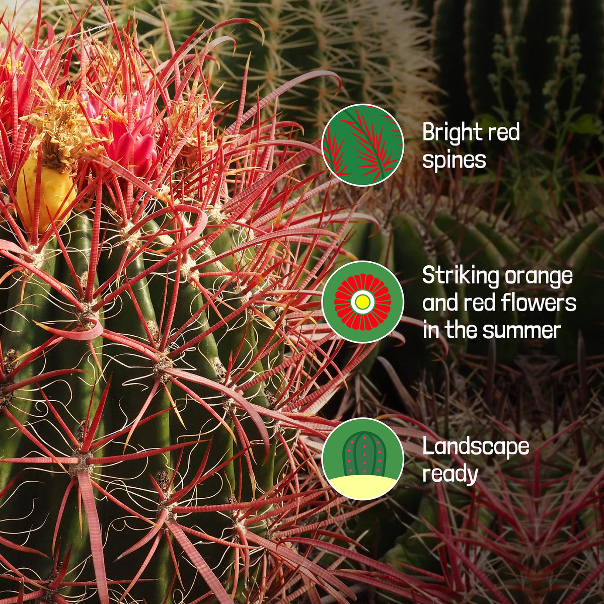 Cactus Outlet - Ferocactus Gracilis - Barrel Cactus - Live Cactus Plants - Barrel Cactus Plants Live - Landscape Ready Barrel Cactus Plants Live Delivered Right to Your Door - Live Plants Outdoor