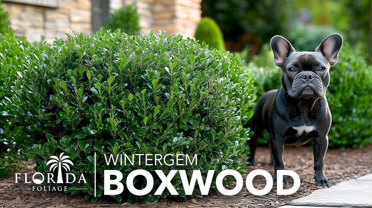 Winter Gem Boxwood | 20 Live Plants | Buxus microphylla Japonica ‘Winter Gem’ | Compact Evergreen Shrubs | Formal Garden Plants for Borders