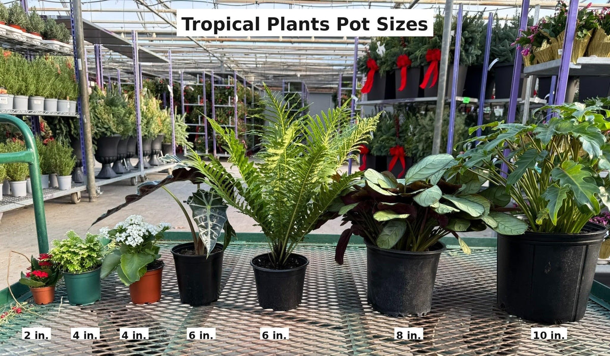 RedCrocus - RedCrocus Lutea Elephant Ear Alocasia macrorrhiza 'Lutea' for shaded gardens, containers, tropical borders, and landscape accents. Bright yellow foliage, green veins, low maintenance 6" Po
