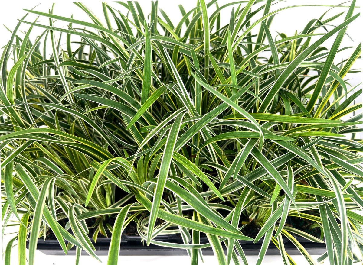 Variegated Liriope | 9 Live 4 Inch Pots | Liriope Muscari Variegata | Ornamental Ground Cover Plants | Evergreen Foliage