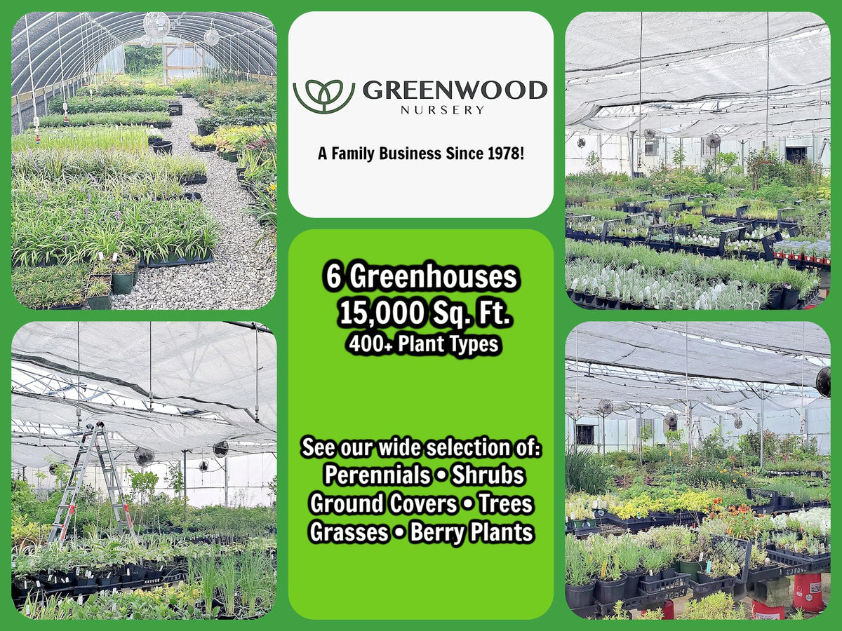 Greenwood Nursery: Live Perennial Plants - 'Homestead Purple' + Verbena Canadensis - [Qty: 2X Pint Pots] - (Click for Other Available Plants/Quantities)