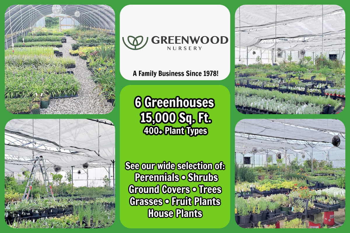 Greenwood Nursery: Live Perennial Plants - 'Homestead Purple' + Verbena Canadensis - [Qty: 2X Pint Pots] - (Click for Other Available Plants/Quantities)